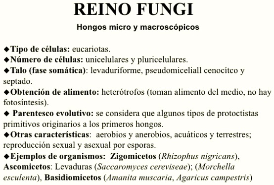 Características del reino fungi