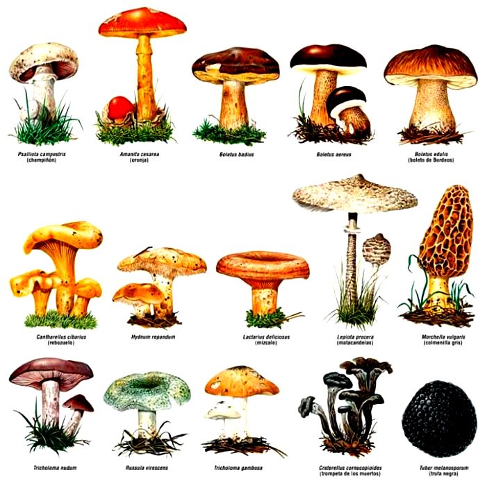 Ejemplos del reino fungi