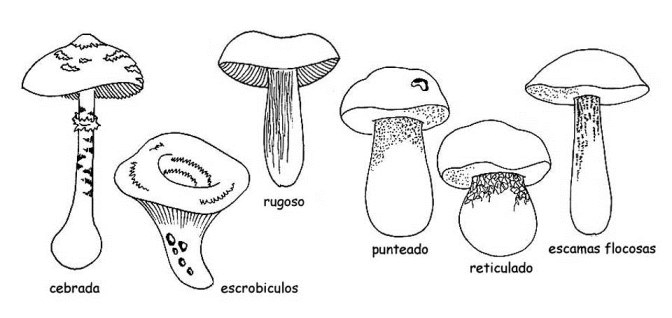 Dibujos del reino fungi