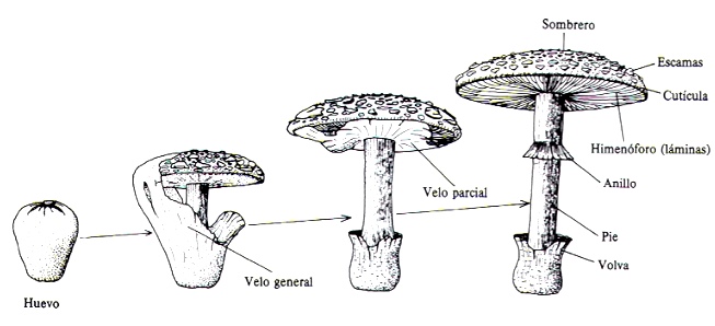 Dibujos del reino fungi