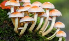 ¿Qué estudia el reino fungi?