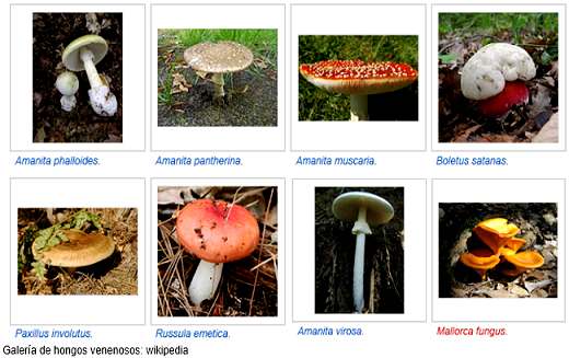 Tipos de hongos que afectan al ser humano